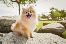 Tips for Selecting the Ideal Small Dog Breed in Your Area